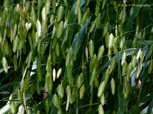 {Chasmanthium latifolium}